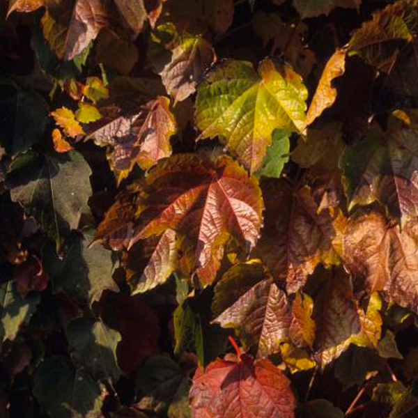 Boston ivy (Parthenocissus tricuspidata)