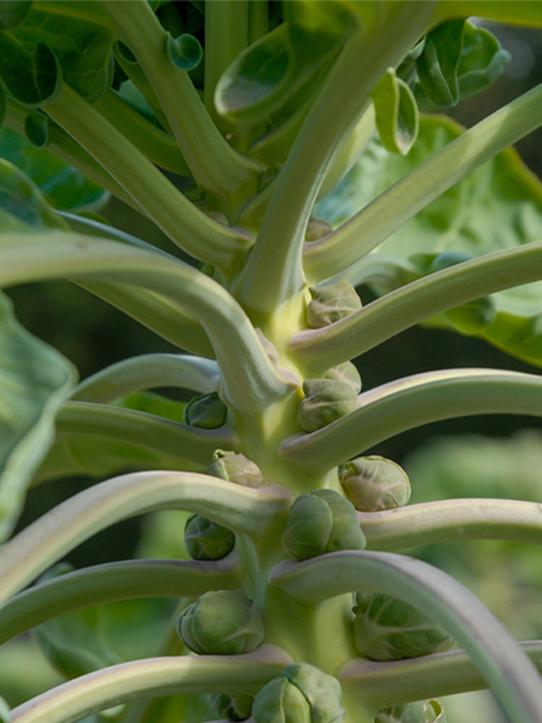 Bussel sprouts