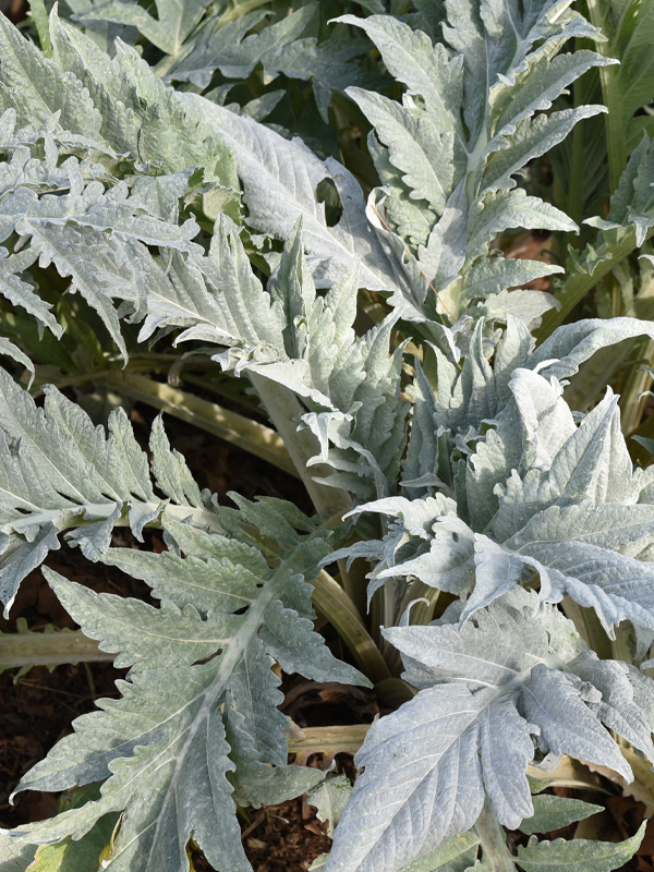 Cardoon (Cynara cardunculus)