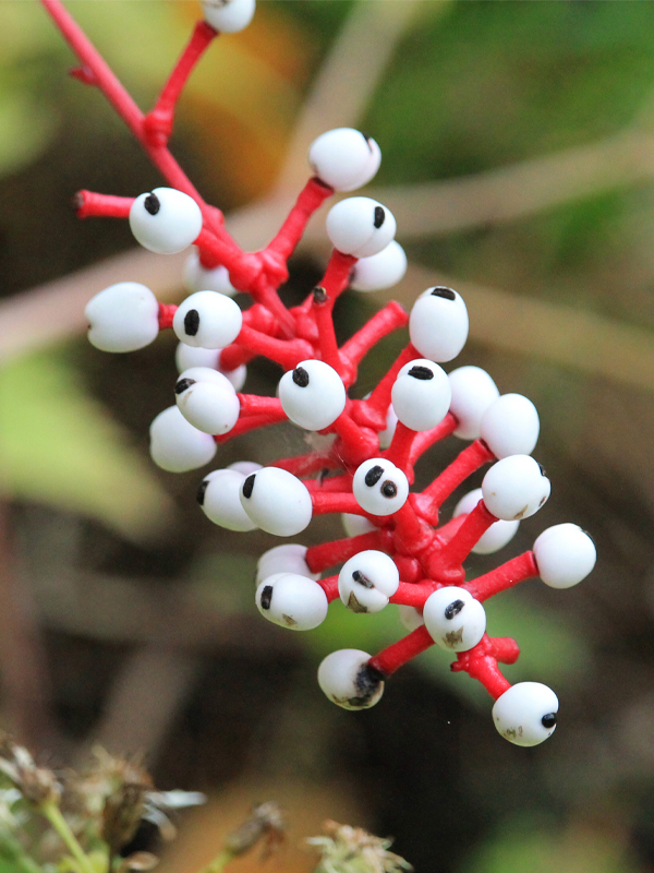 Doll’s eyes (Actaea pachypoda)