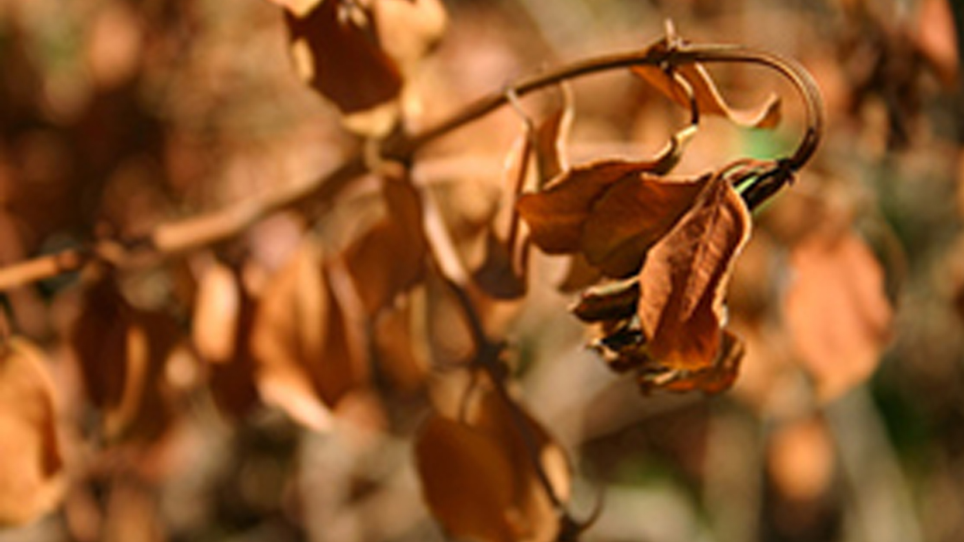 Dry leaves