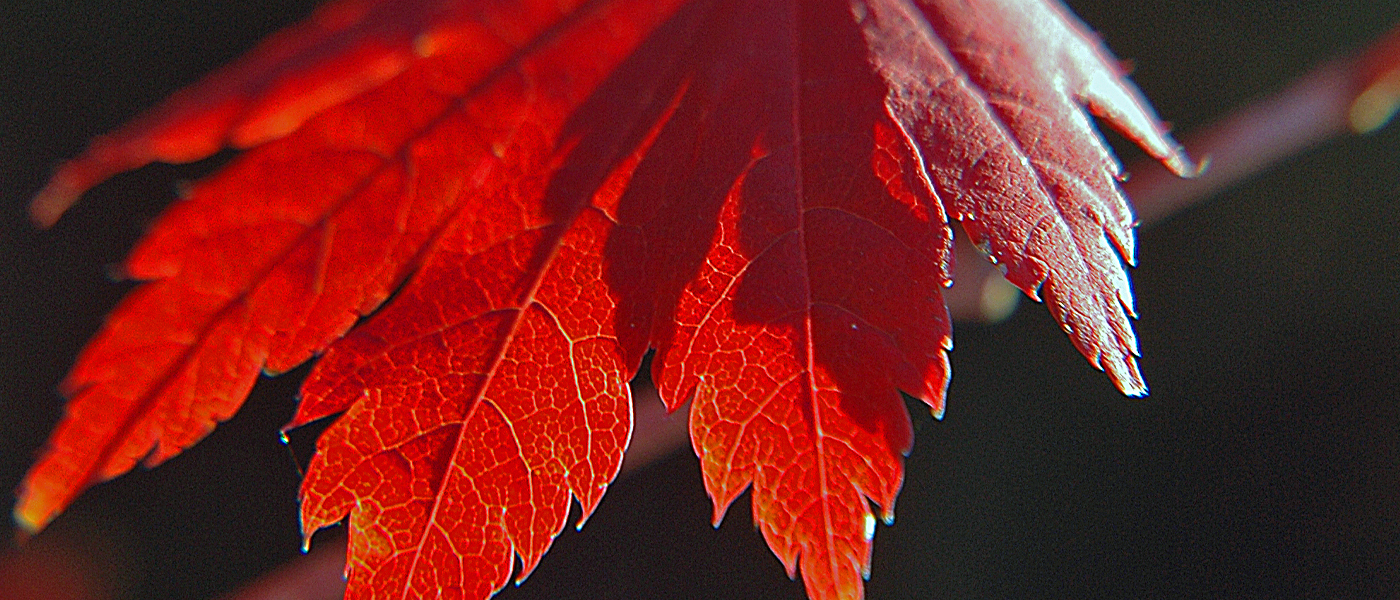 Full moon maple acer japonicum