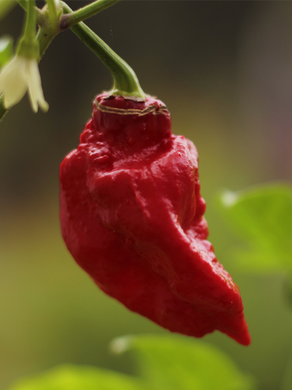 ghost pepper, Bhut jolokia