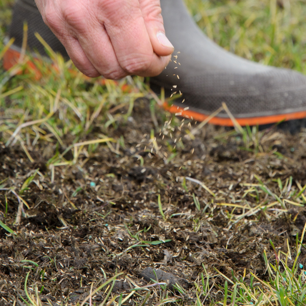 Lawn seeding and fertilizing