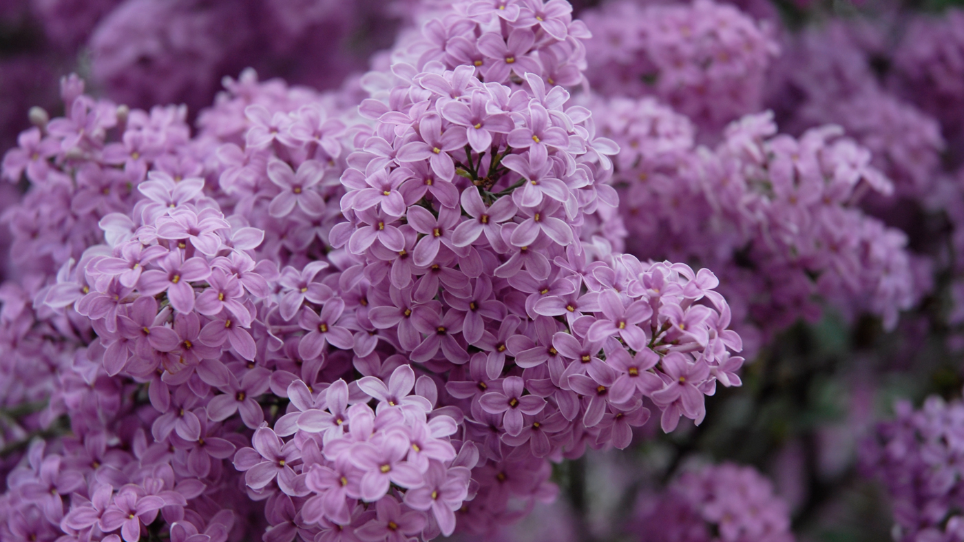 Lilac Bushes