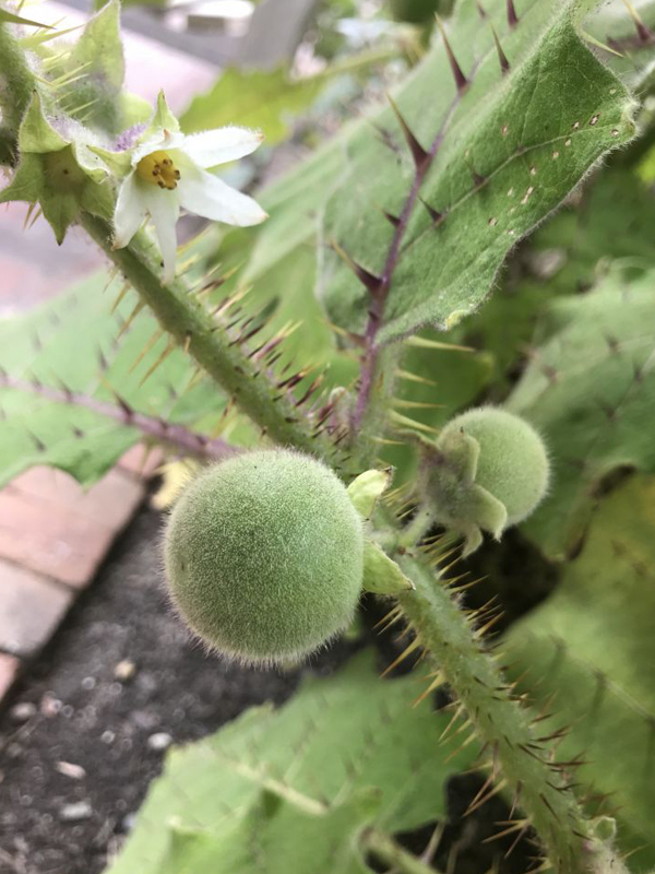 Naranjilla(Solanum quitoense)