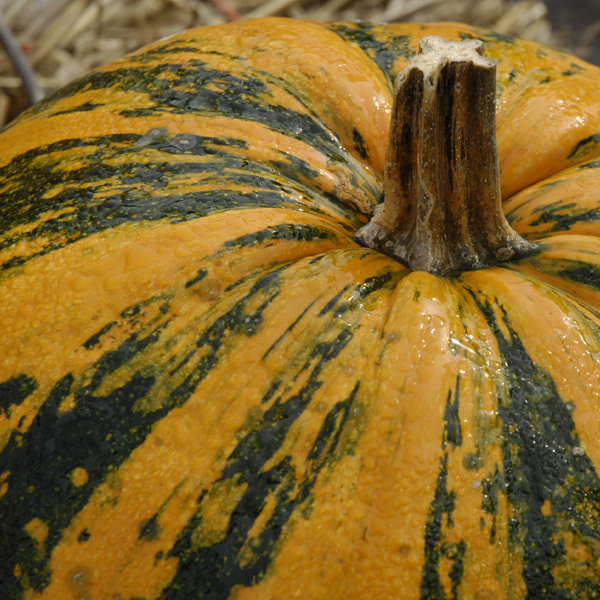 Fancy pumpkins