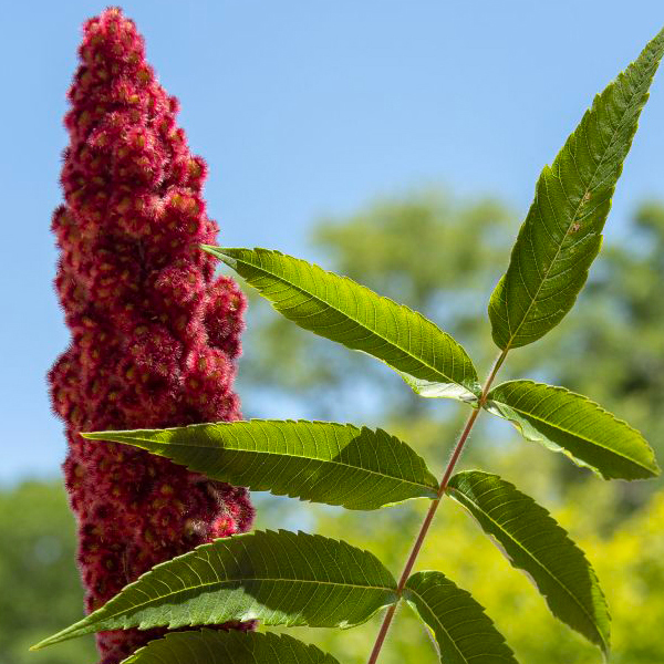 Staghorn sumac (Rhus typhina)