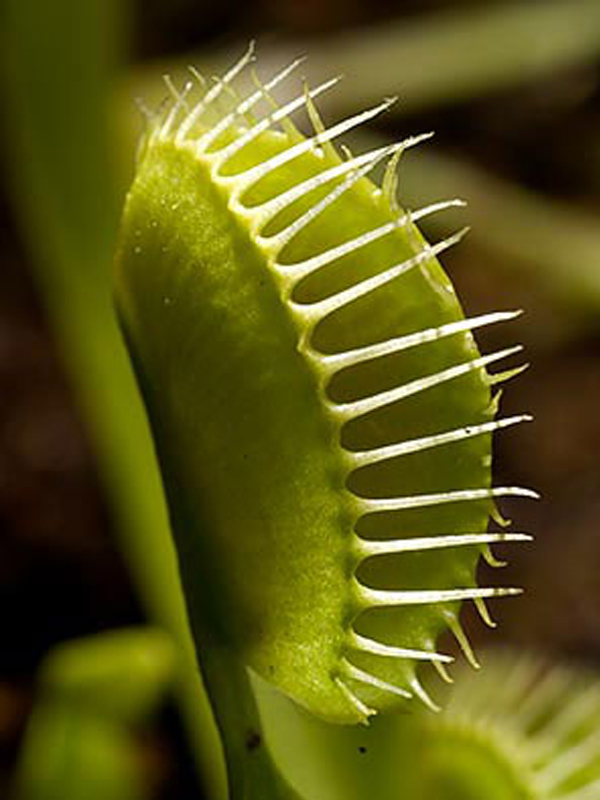 Venus flytrap