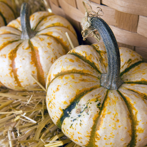 Heirloom pumpkin