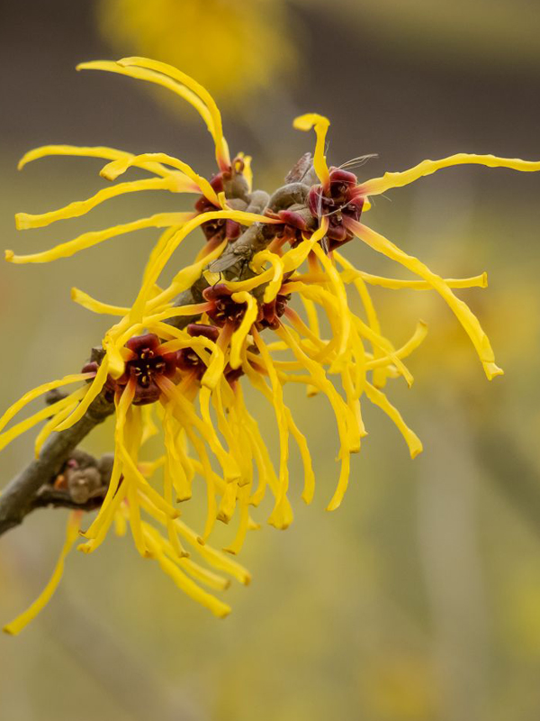 Barmstedt Gold Witch Hazel