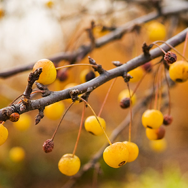 Crabapple