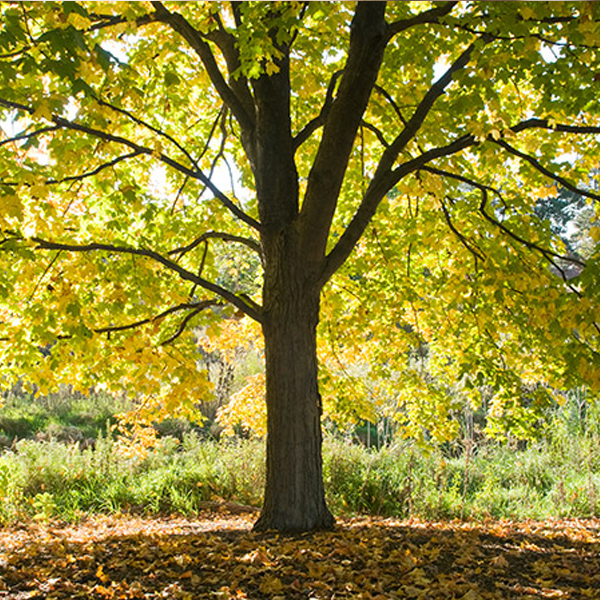 Oak tree
