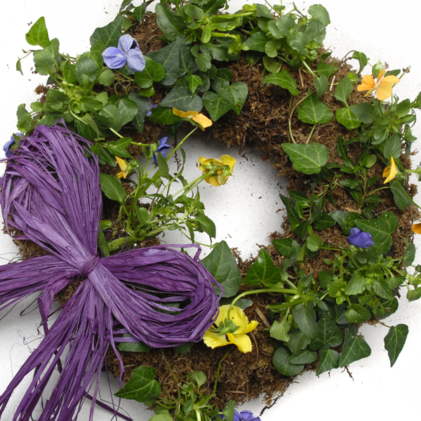 Ivy wreath