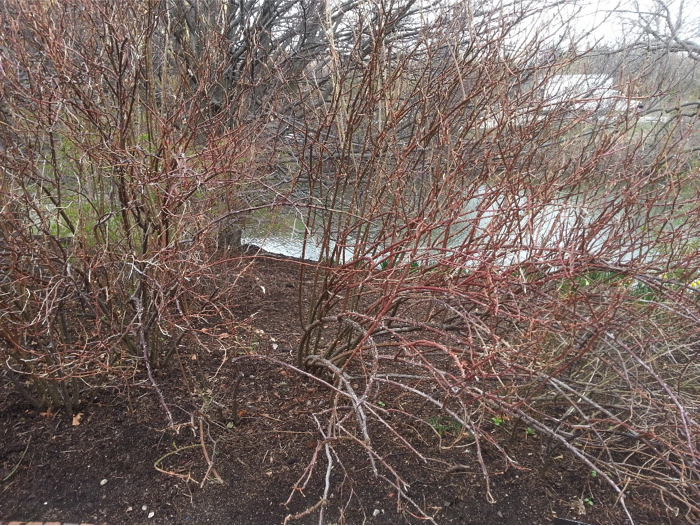overgrown shrub rose