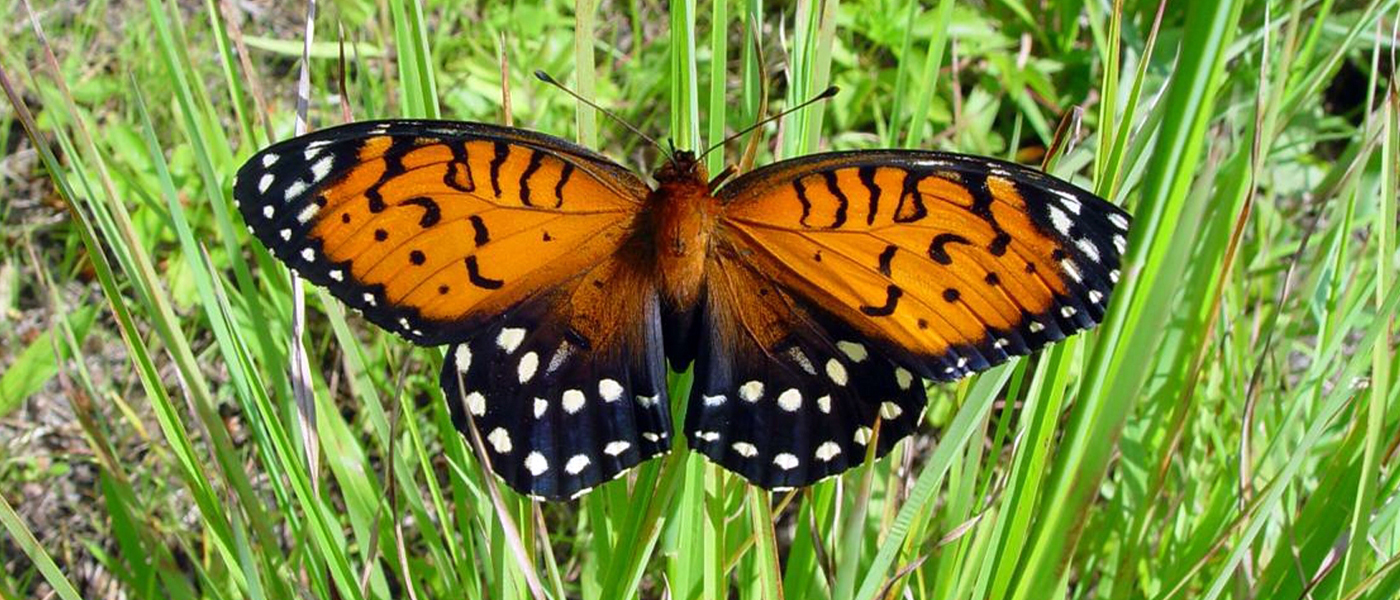 Regal fritillary butterfly (Speyeria idalia)