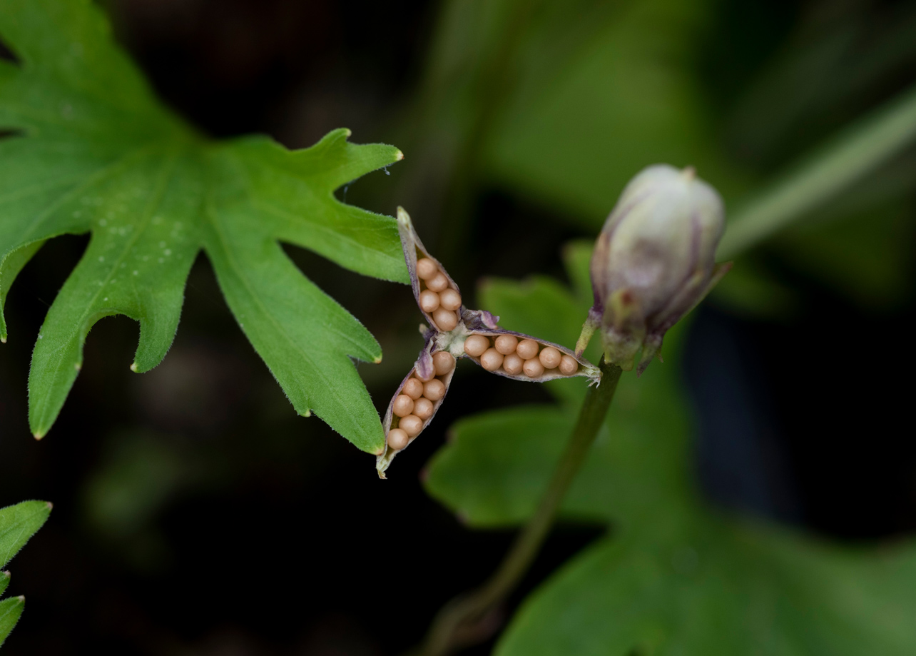 Prairie violet 