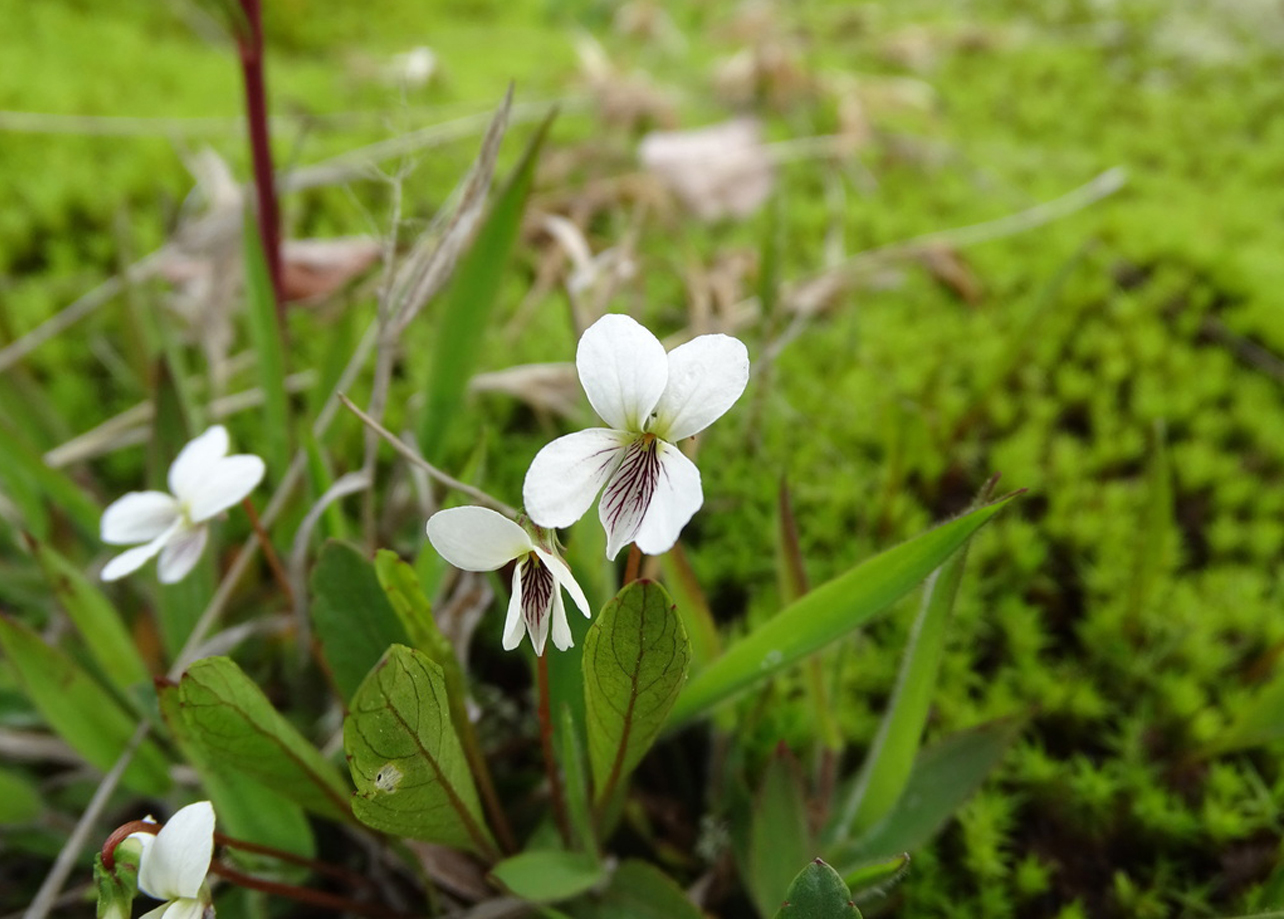 White violet (Viola lanceolata)