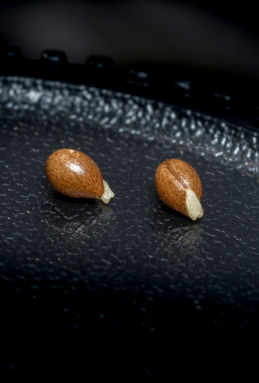 Downy yellow violet (Viola pubescens) seeds