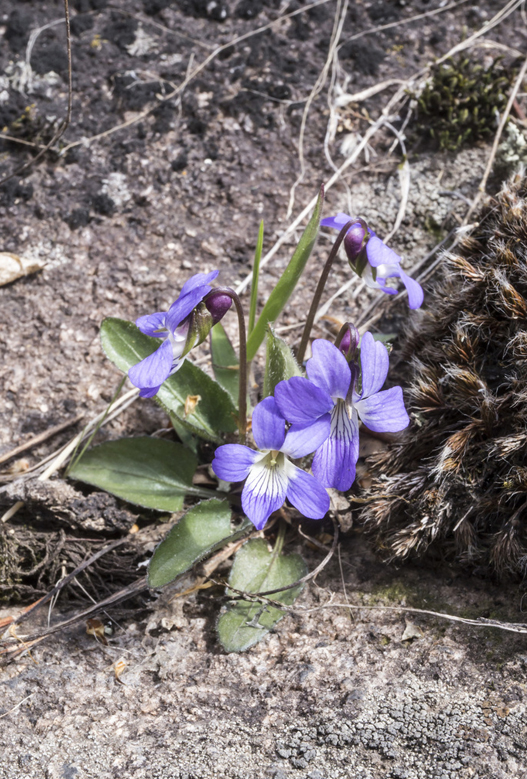 Arrow-leaved violet (Viola sagittata)