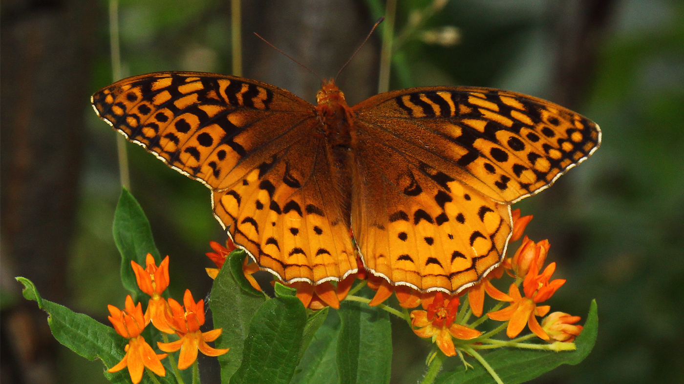 Great spangled fritillary butterfly (Speyeria cybele)