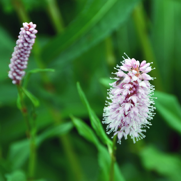 Bistorta carnea