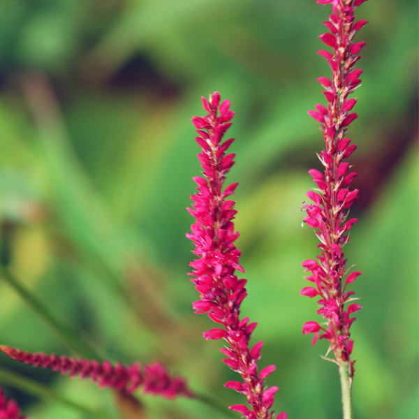 Bistorta amplexicaulis 