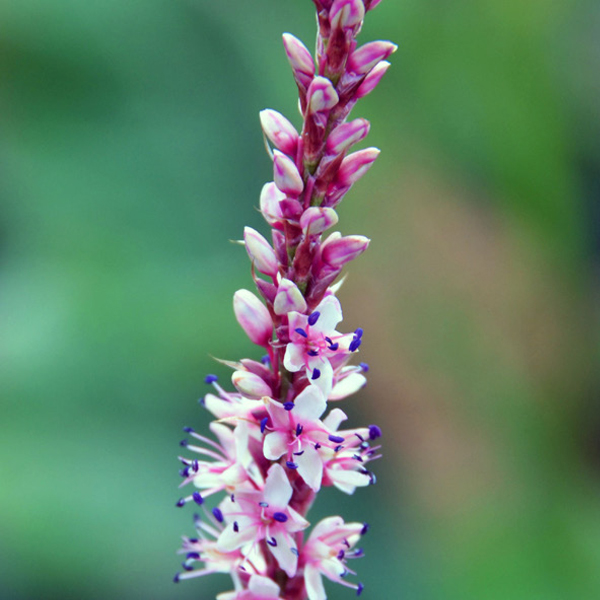 Bistorta amplexicaulis 'Rosea'