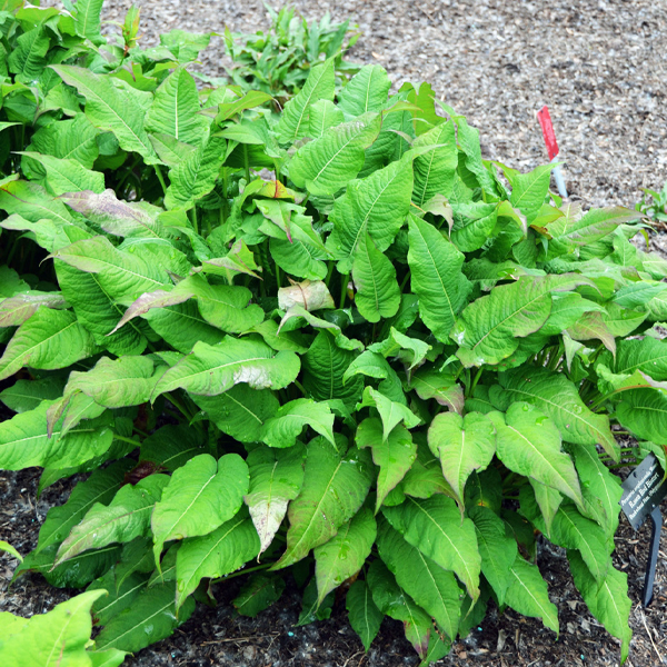 Bistorta amplexicaulis 'Rosea'