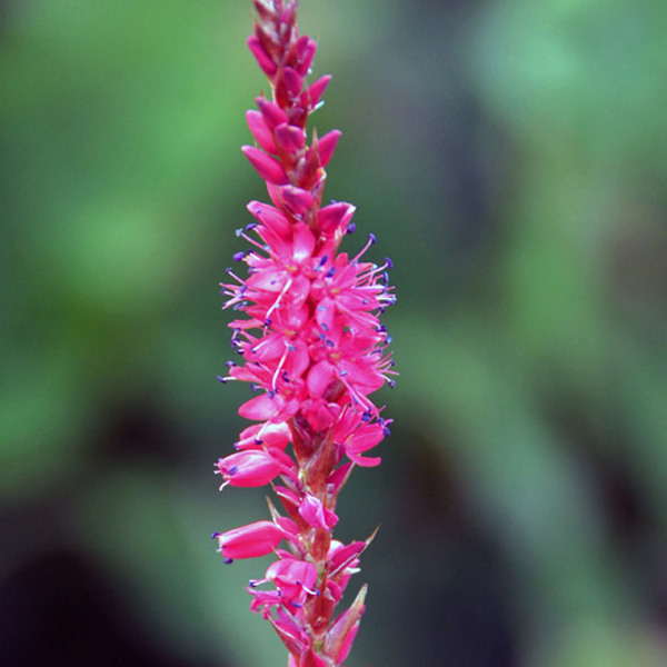 Bistorta amplexicaulis 'Summer Dance'