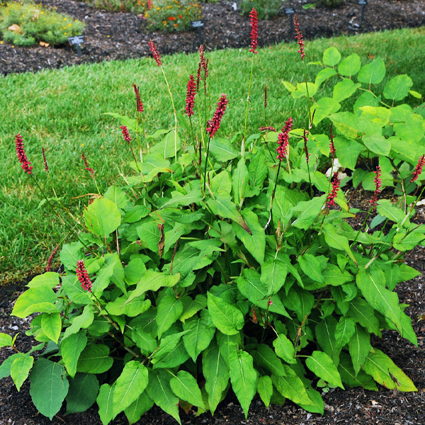 Bistorta amplexicaulis 'Taurus' 