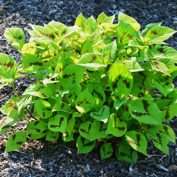 Chevron markings on Persicaria virginiana