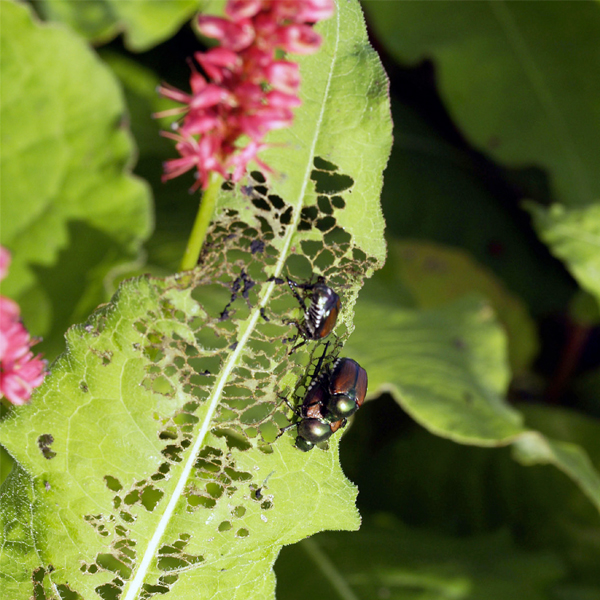 Japanese beetles on Bistorta amplexicaulis 'Summer Dance'