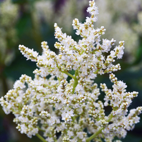 Persicaria polymorpha