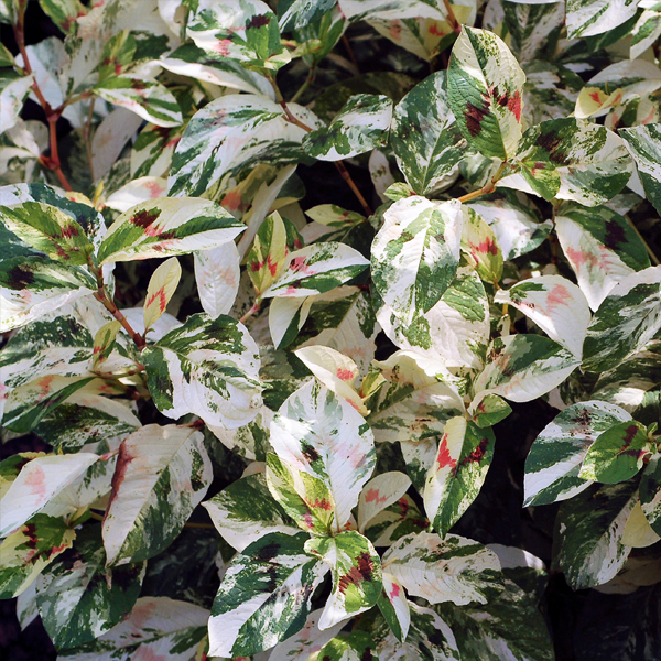 Reynoutria japonica 'Devon Cream'