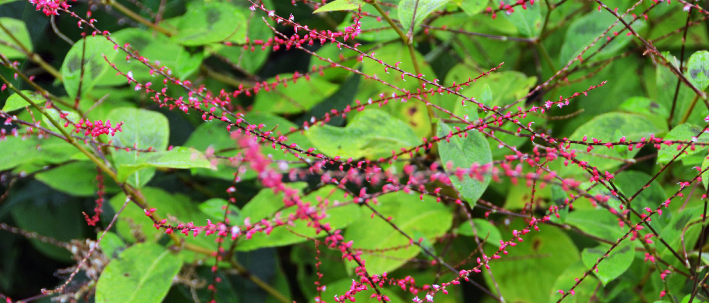 Persicaria virginiana