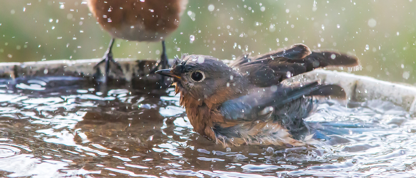 bird bath