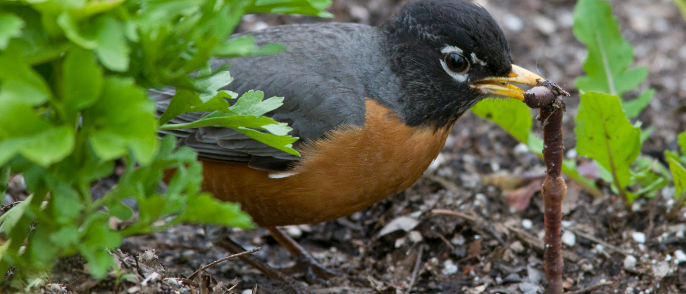 bird with a worm
