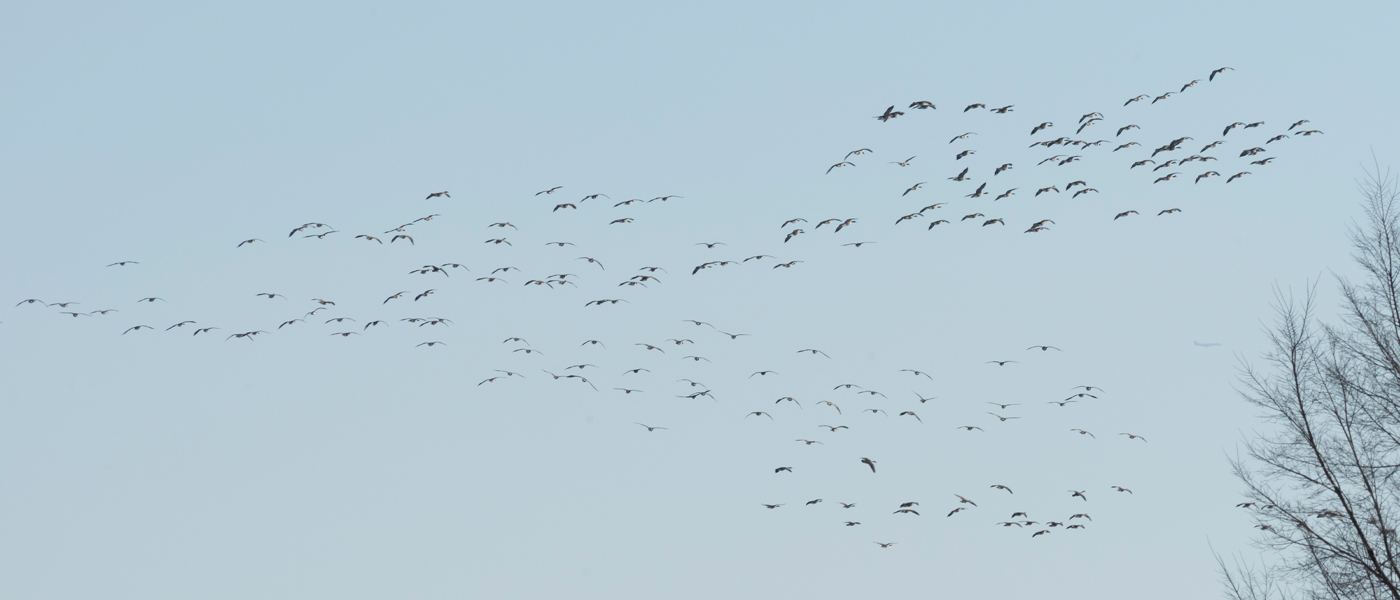 bird migration