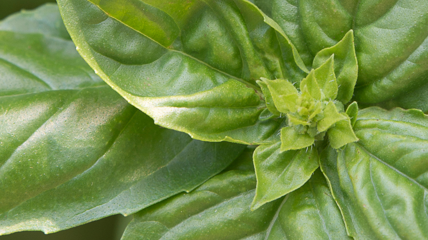 basil