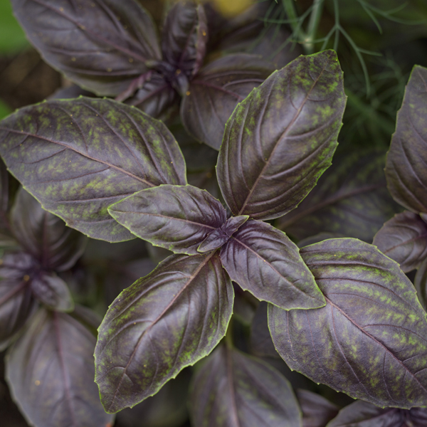 Purple-leaved basil
