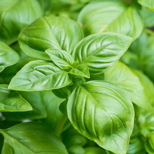 Sweet basil