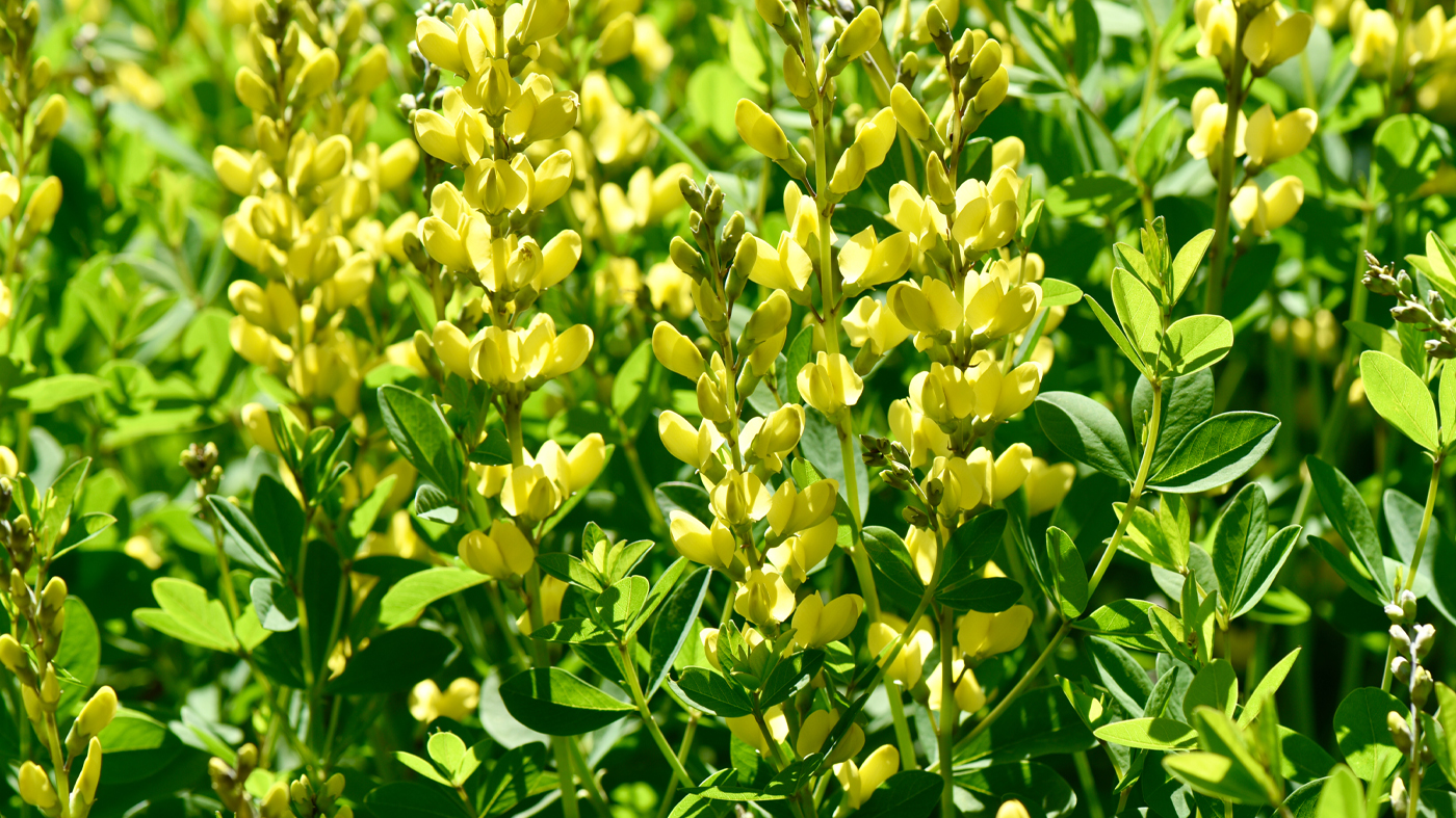 Yellow wild indigo