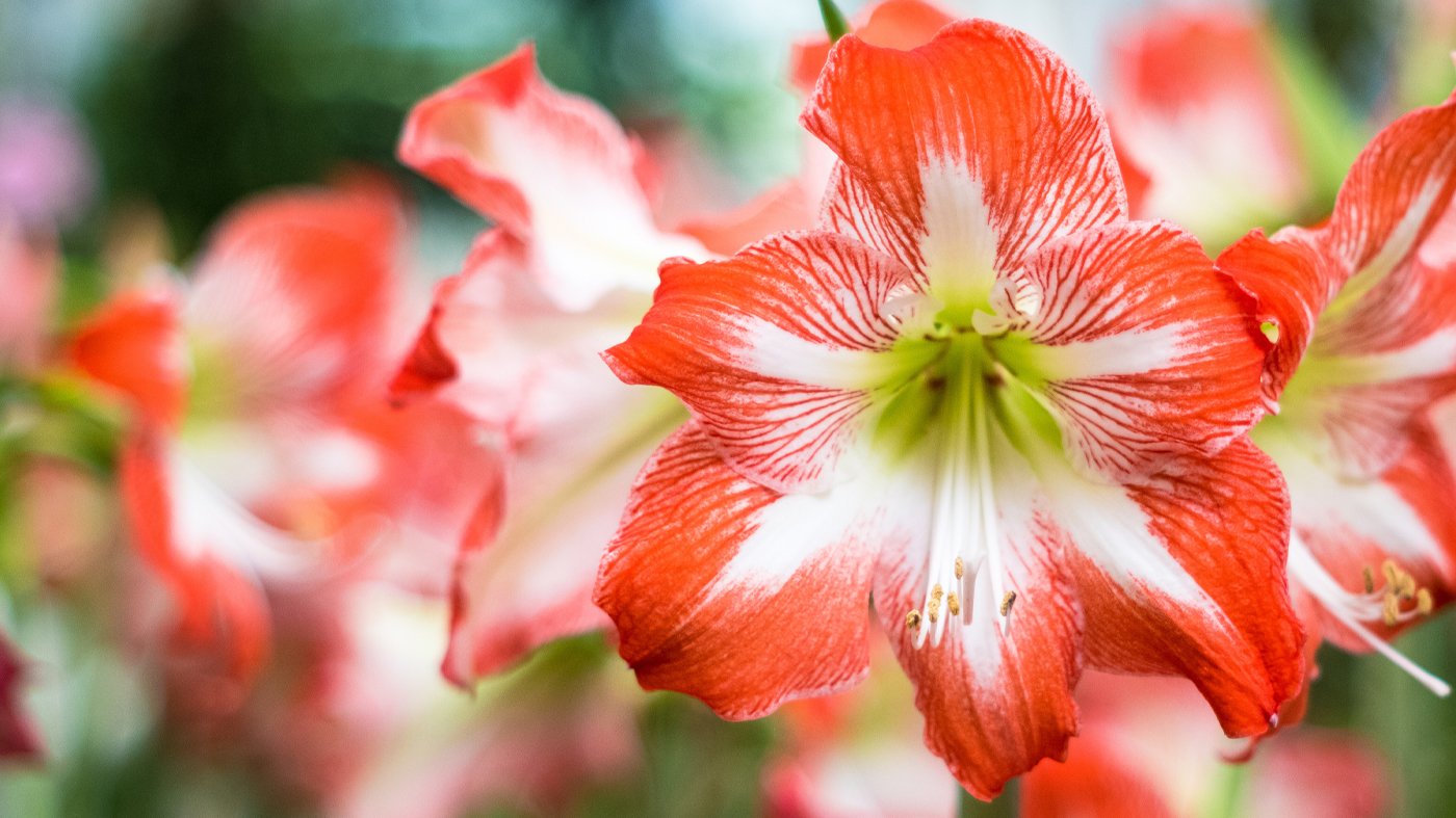 amaryllis