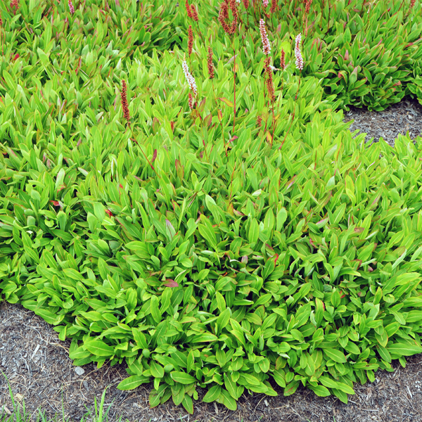 Bistorta affinis 'Border Jewel'