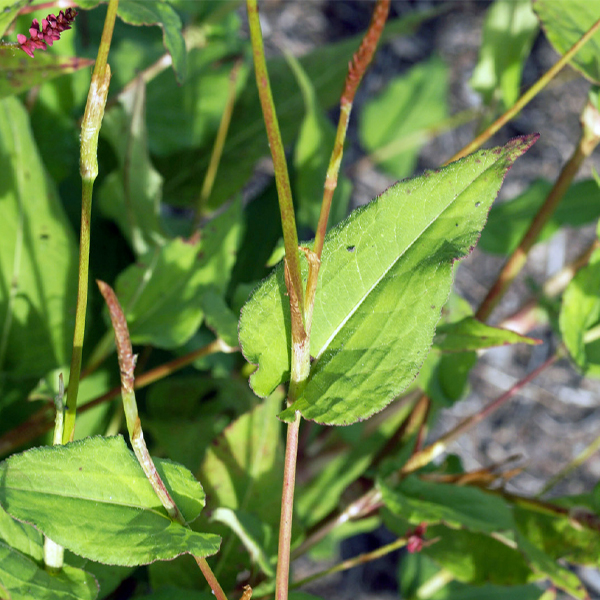 Amplexicaul leaf on Bistorta amplexicaulis 'Taurus'