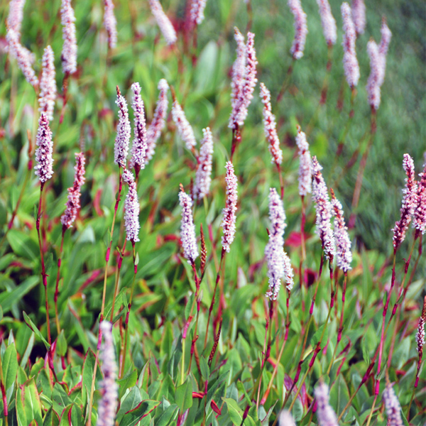 Bistorta affinis 'Border Jewel'