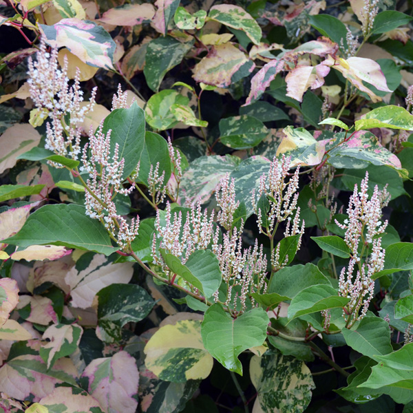 Color reversion on Reynoutria japonica 'Devon Cream' Persicaria virginiana 'Painter's Palette'