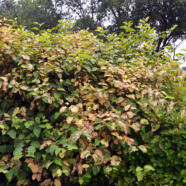 Reynoutria Japonica Devon Cream.jpg