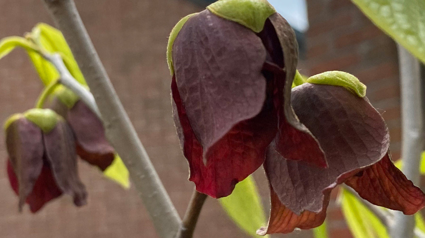 Paw paw plant